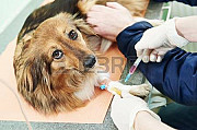Ветеринарная помощь с выездом и в клинических условиях 24\7 Алматы